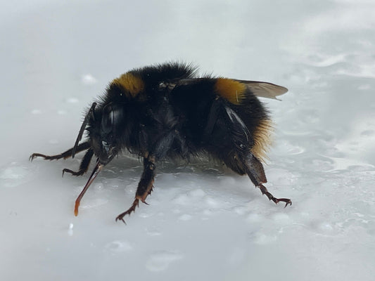 I saved a bee